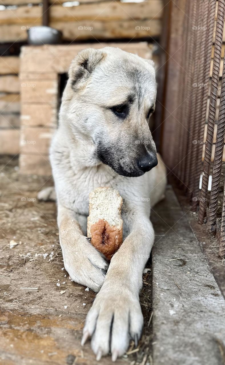Puppy of the Central Asian Shepherd Dog with a loaf of bread