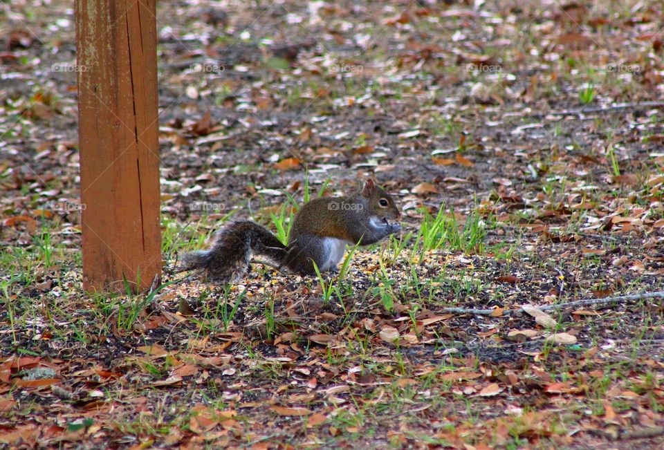 Squirrel eating sunflower seeds 