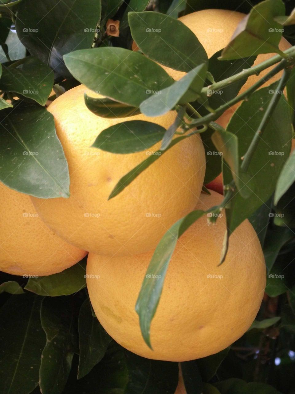 Close-up of ripe fruits