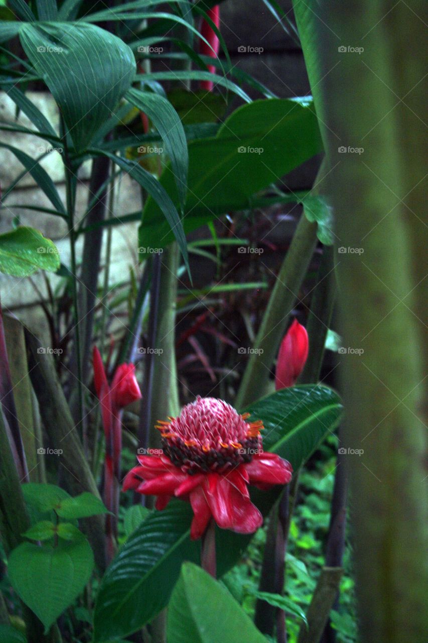 Exotic red flower in jungle of Ecuador.