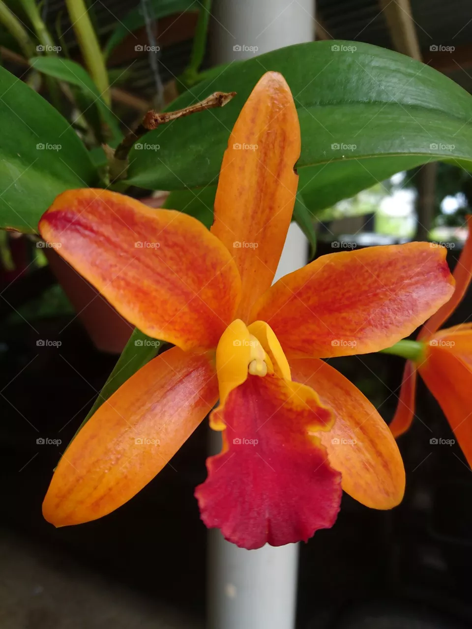 Orchid flower
