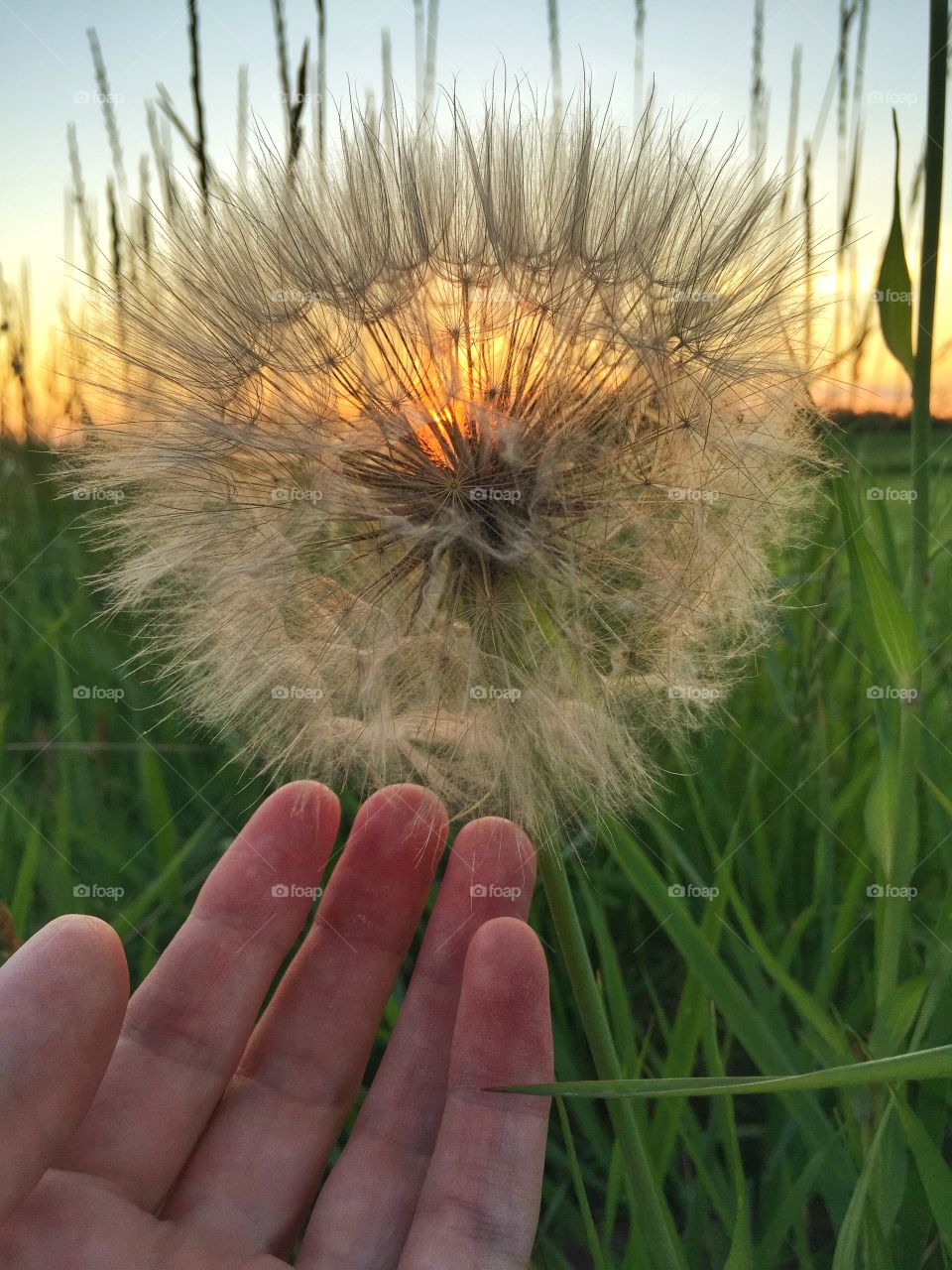 Wildflower Seedhead