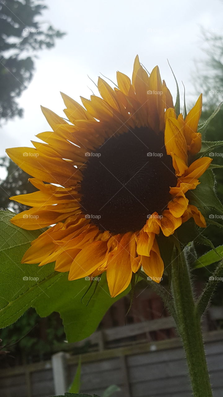 sunflower