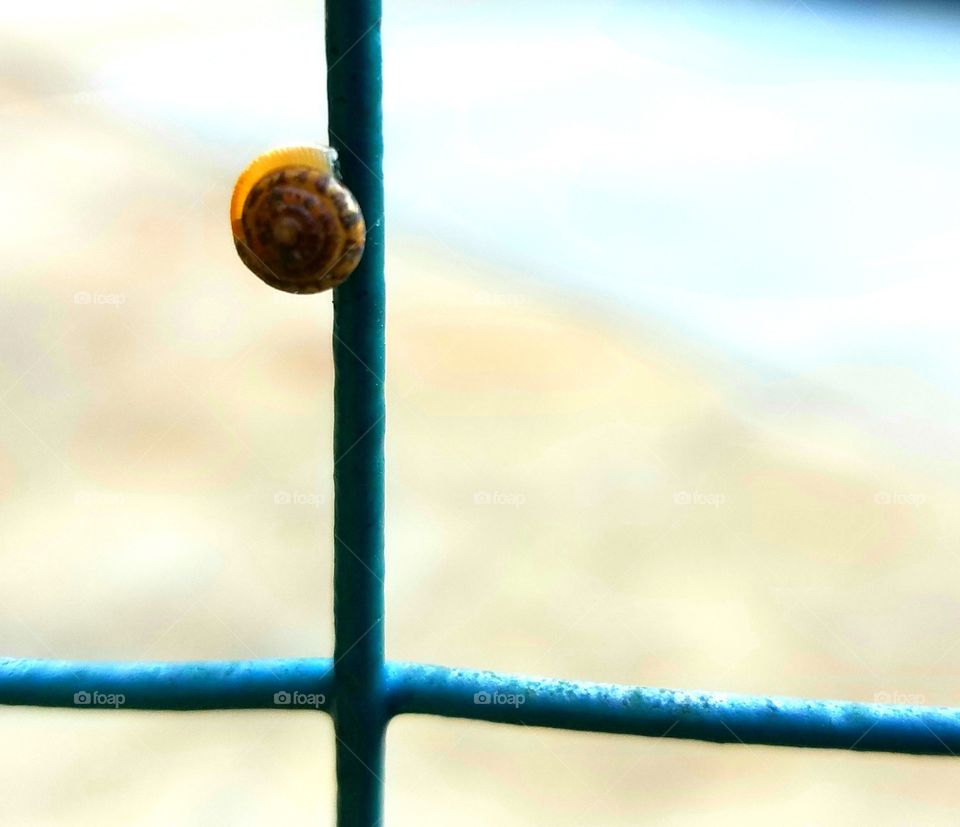 improbable.   snail climbing wire fence