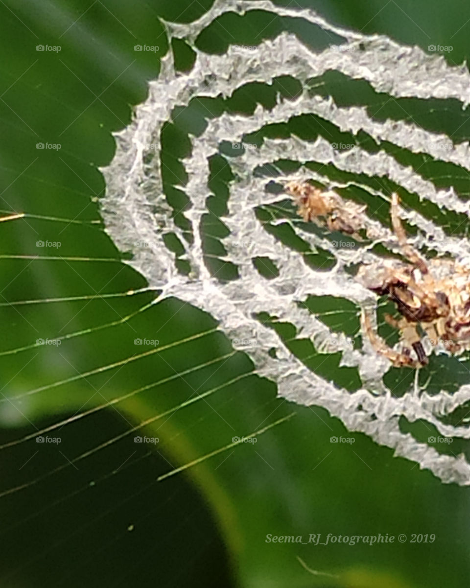 Spider web with dead insects