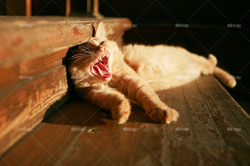 Ginger cat yawning with mouth wide on a ladder 