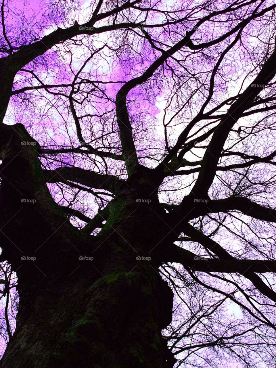 Purple trees
