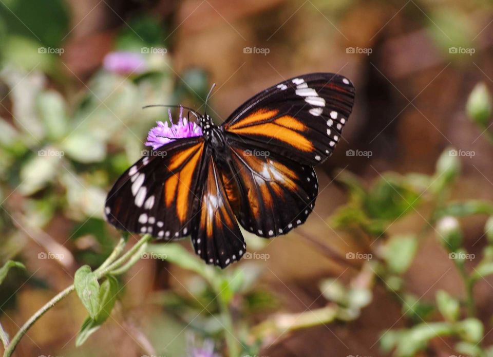 Open hind wings butterfly interest into the purple flower of low plant . Long minutes nectaring and felt enjoy pollinatore .