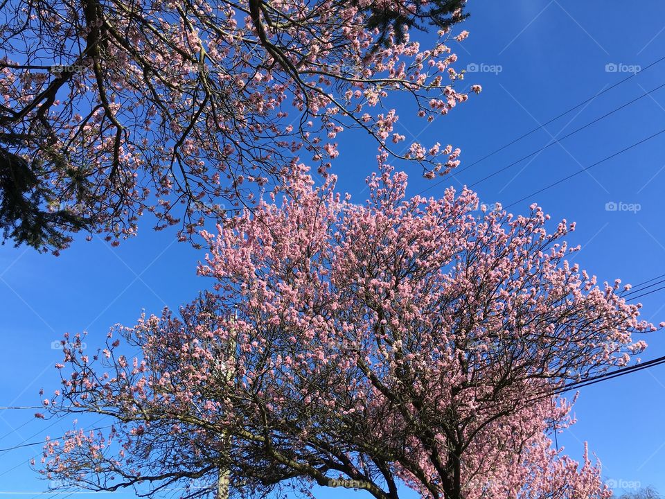 Blossoms up to the sky