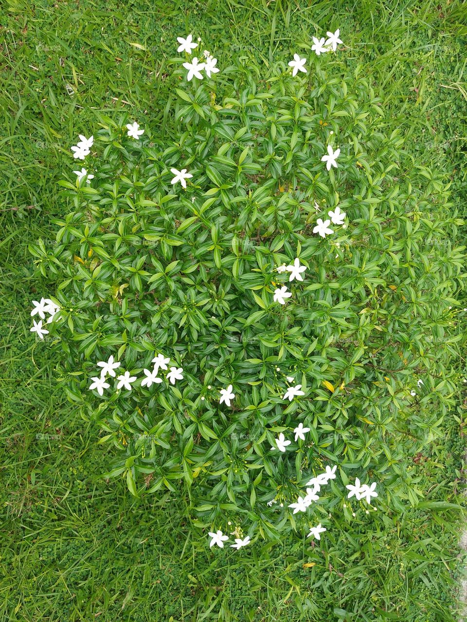 flower in the forest