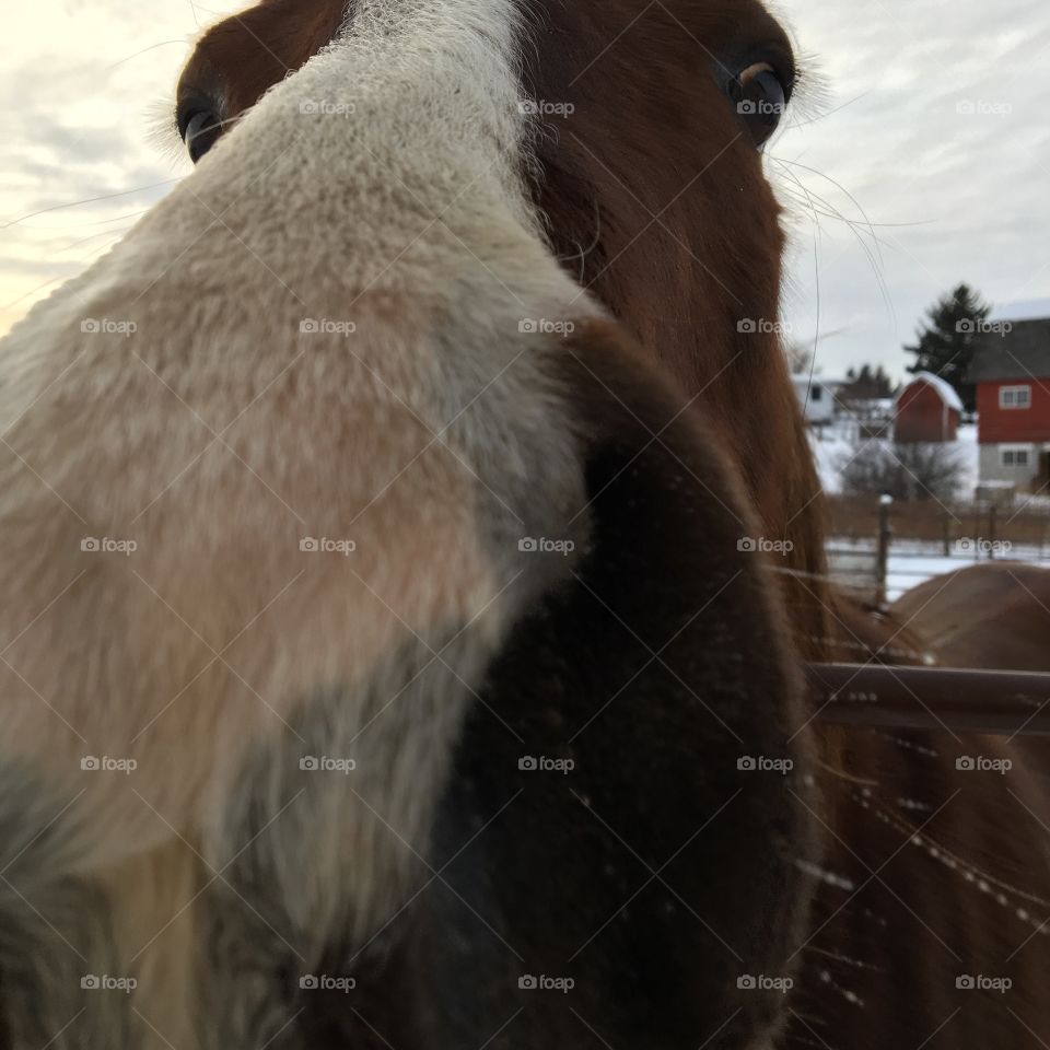 Curious horse sniffs the camera. 