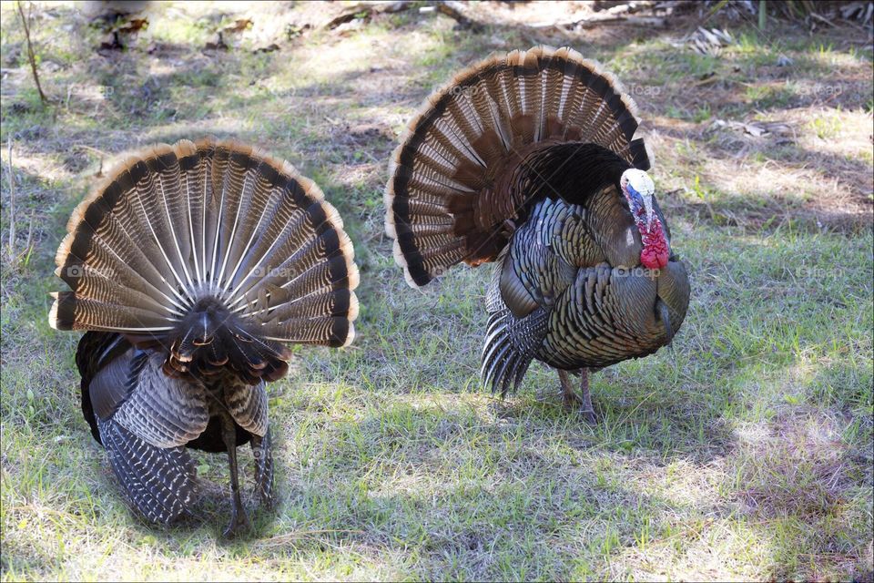 Wild Turkeys strutting forward and backward.