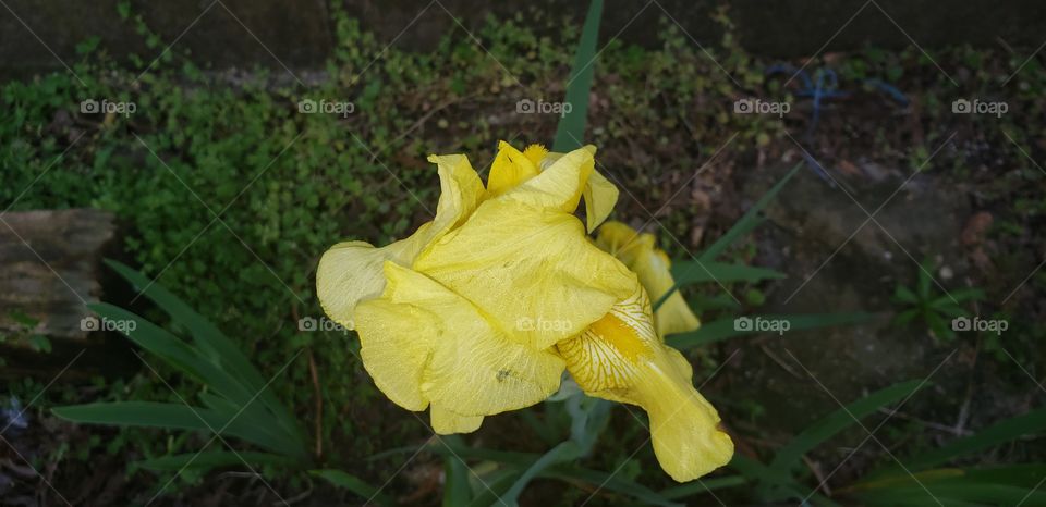Yellow Iris beautifully blooming in spring