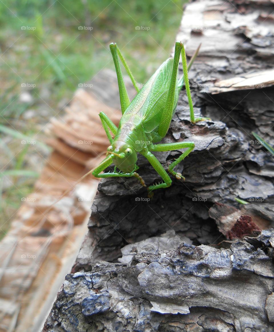 Close-up of insect on rock