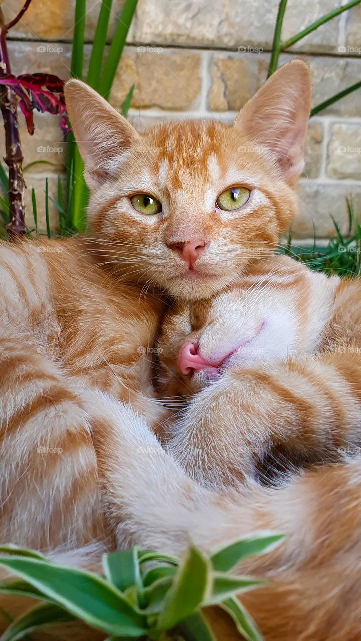 lovely orange twins cats in a peaceful moment together