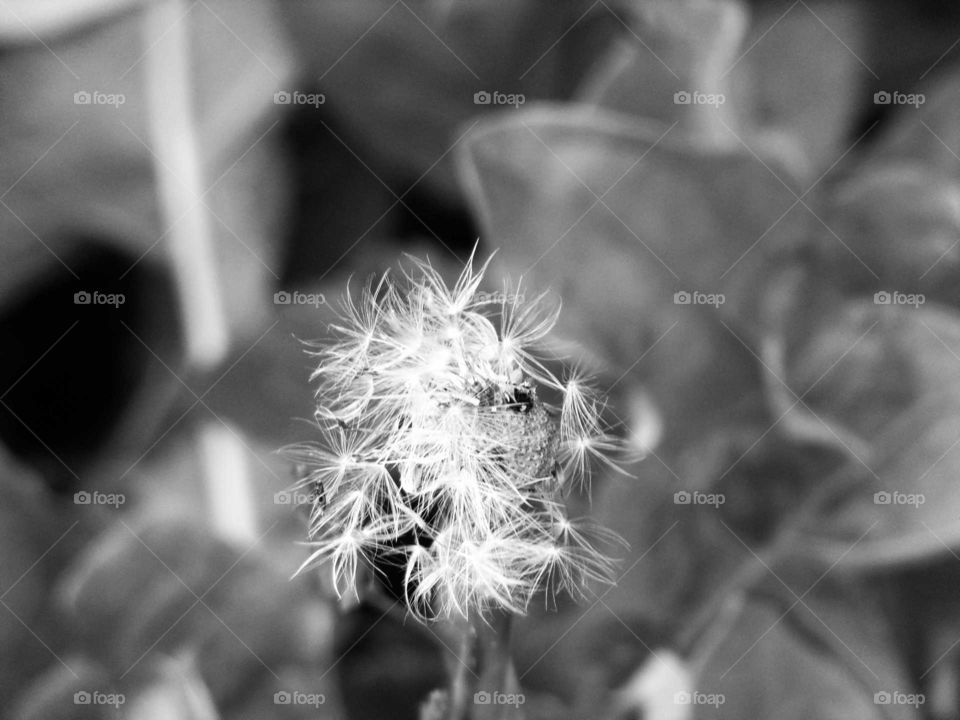 verblühter Löwenzahn auf einer Wiese