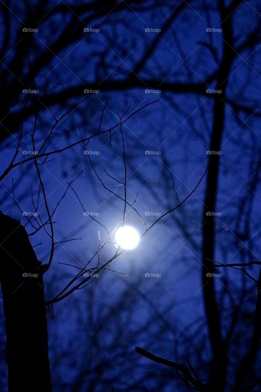 The moon cold and bright shining down as you walk through the forest at night.