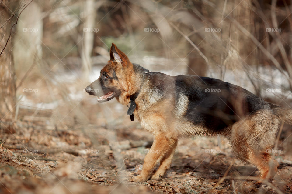 German shepherd 7-th months old puppy in a spring forest at sunny day