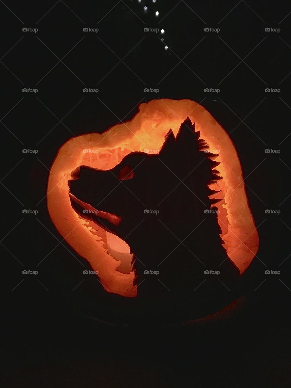 Carved Pumpkin of a Dog Silhouette