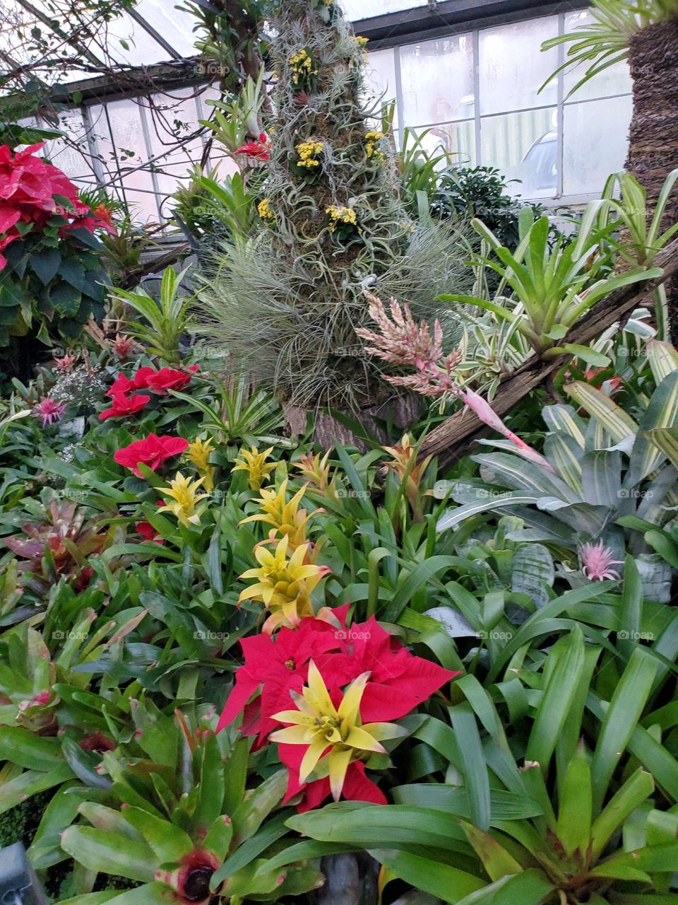 bromeliads