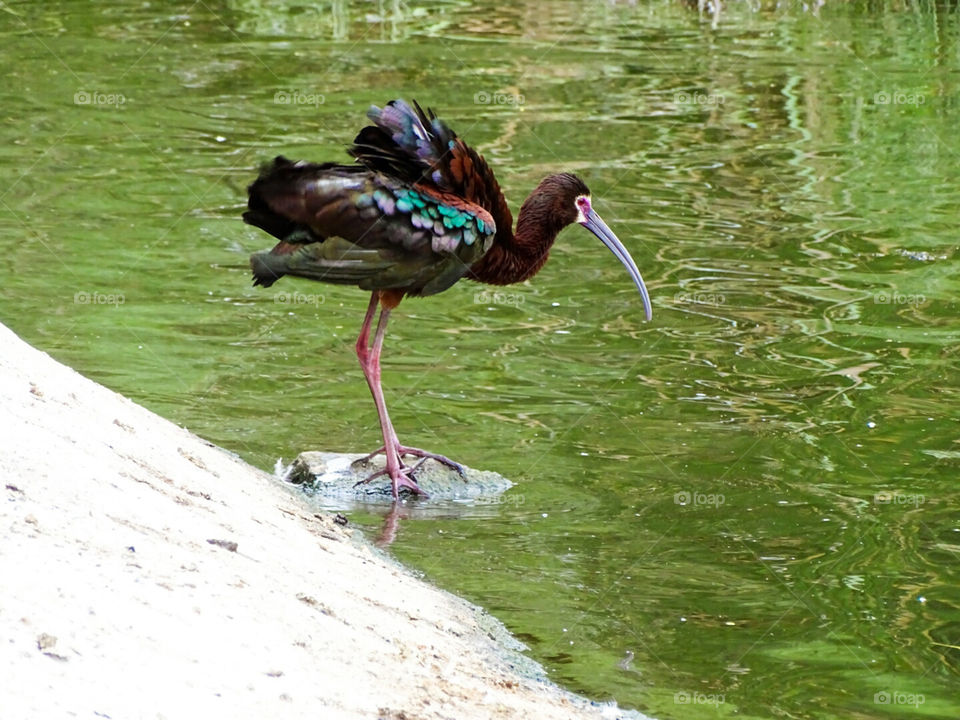 White Faced Ibis taking a bath