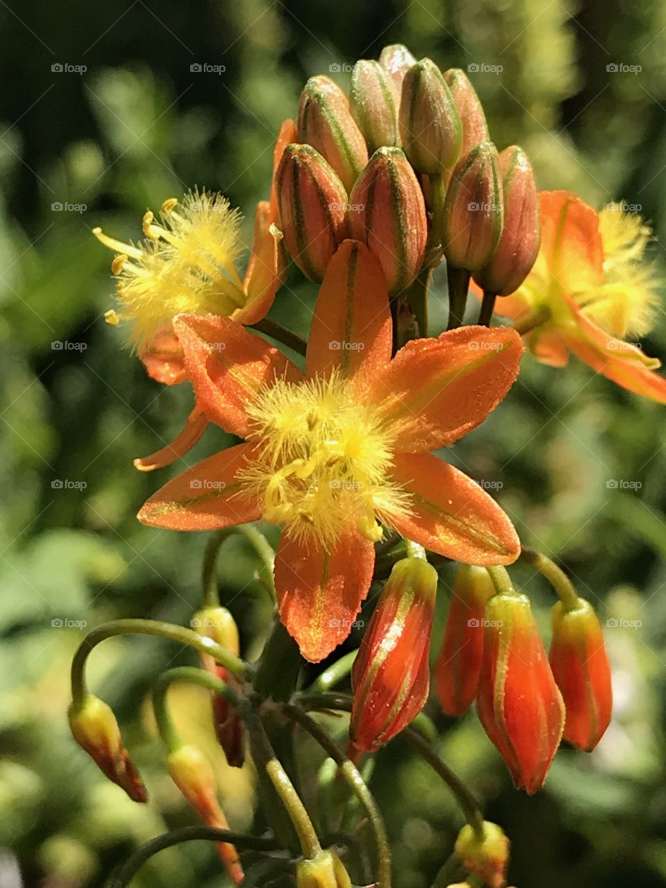 Orange Flowers with Buds