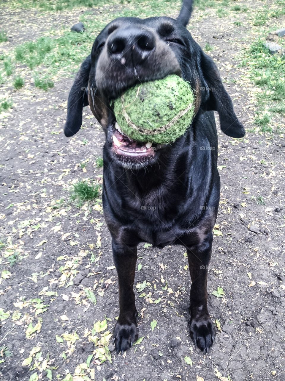 Zeus loves to play with his ball 
