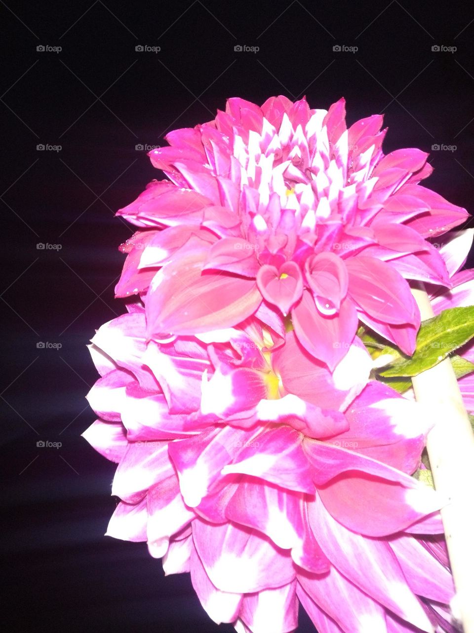 Pink flower with white shadow