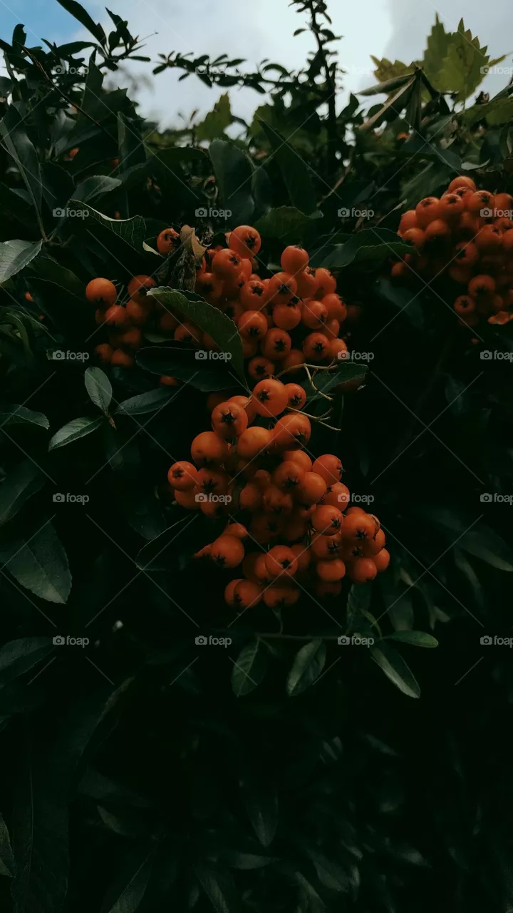 beautiful red berries, green leaves ... a wonderful contrast is created that makes this picture juicier