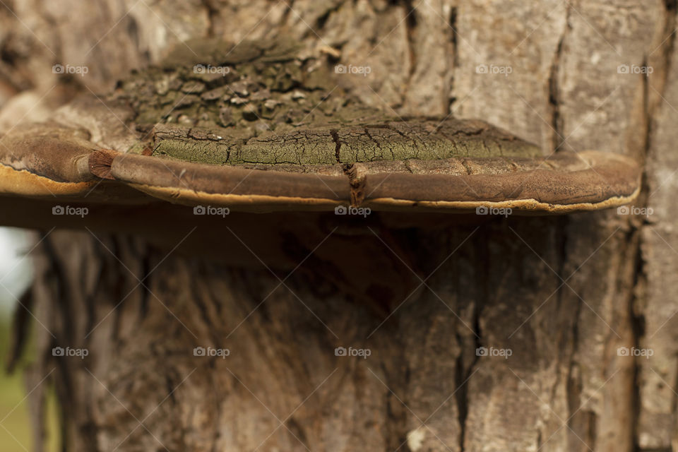 Giant mushroom in the tree