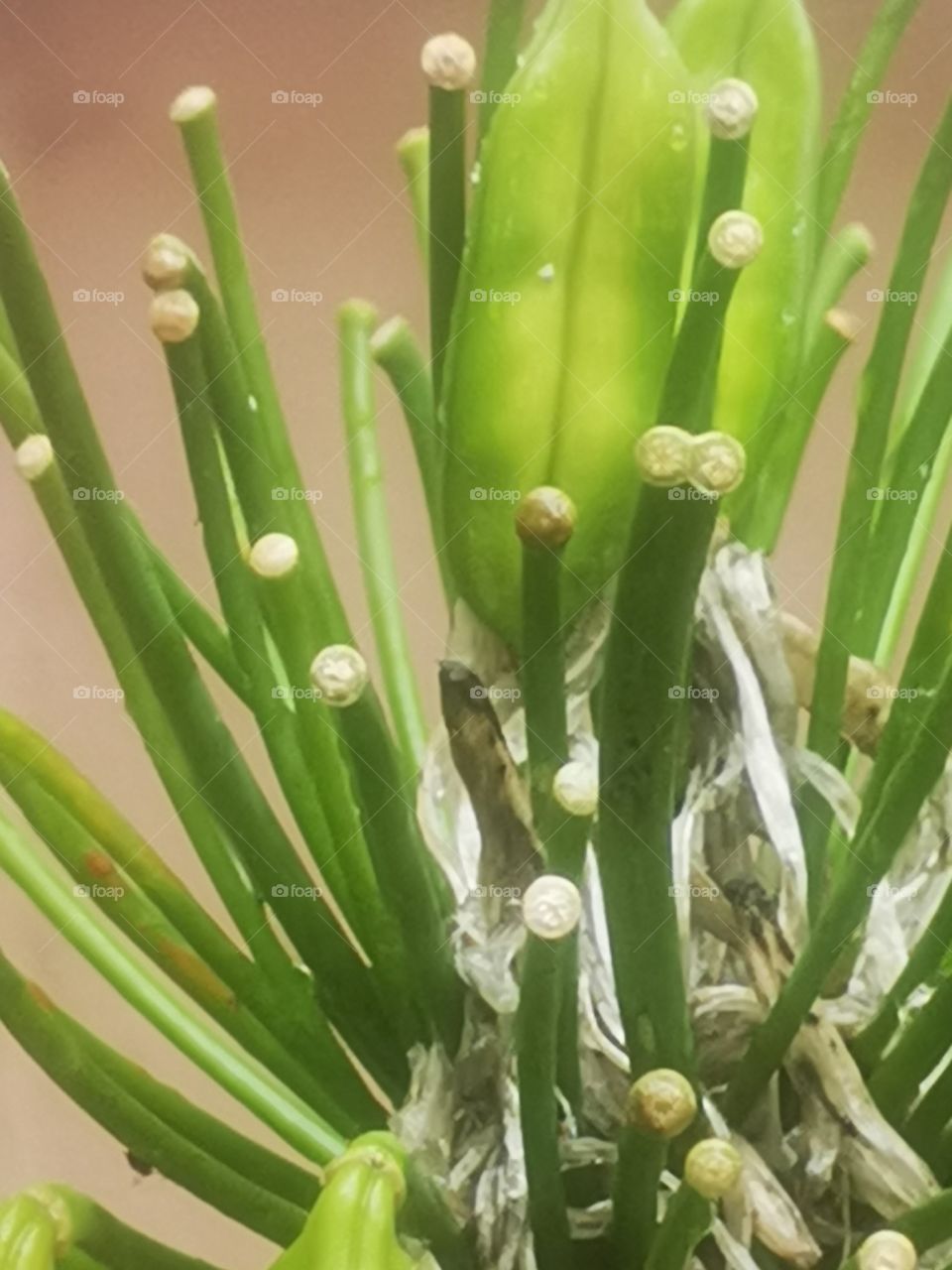 Beautifull leaf growing