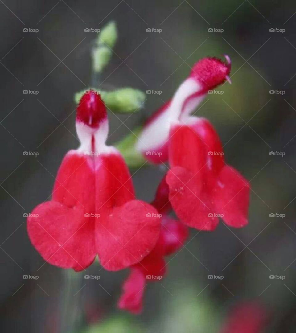 Lipstick Salvia