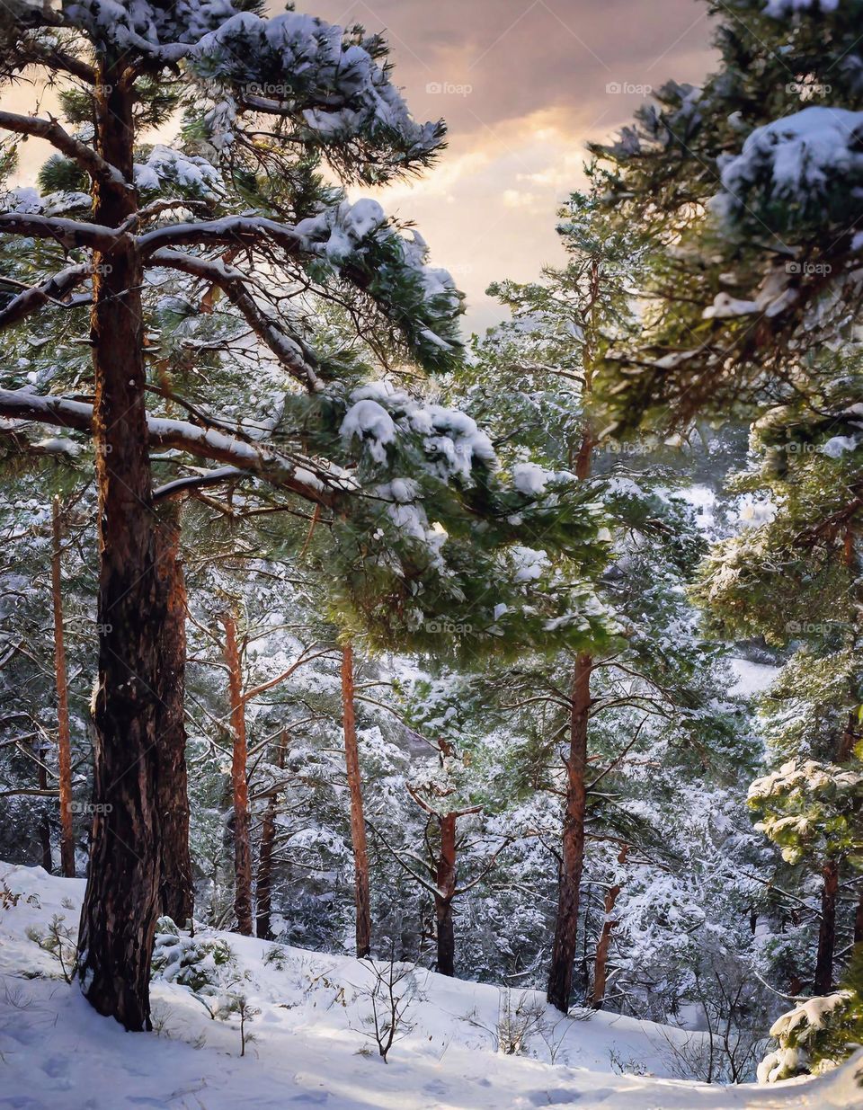 forest in winter