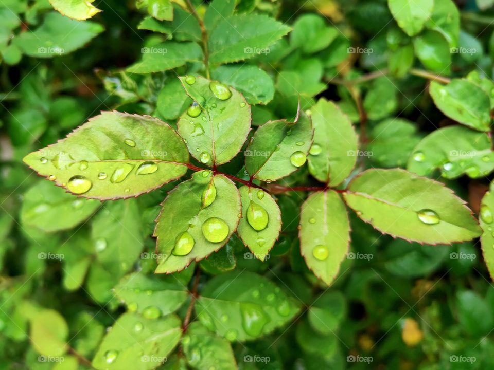 first sign of an autumn.