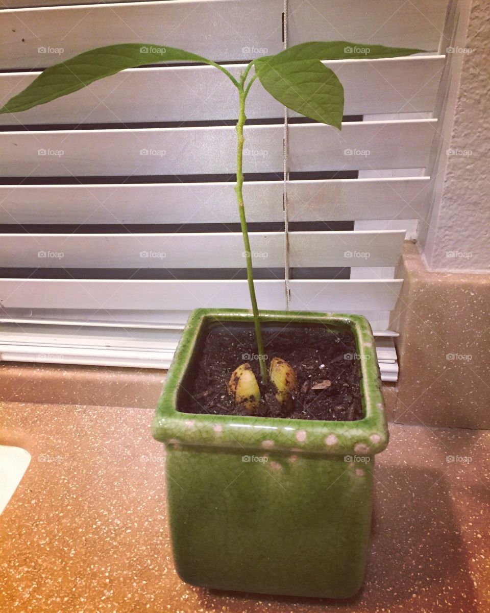 Growing avocado tree