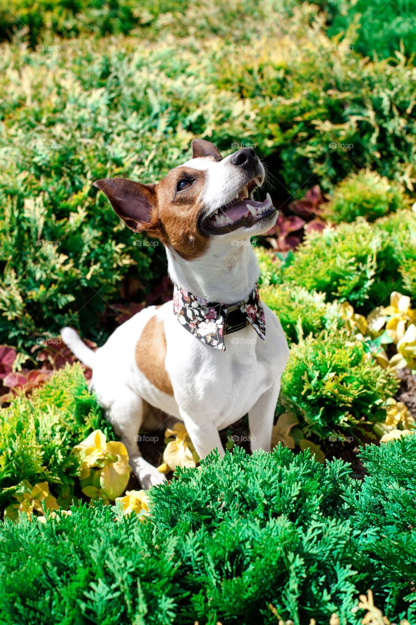 Cute, Dog, Grass, Funny, Mammal