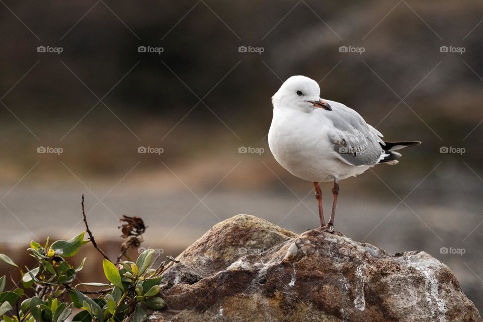 Beautiful and cute seagull