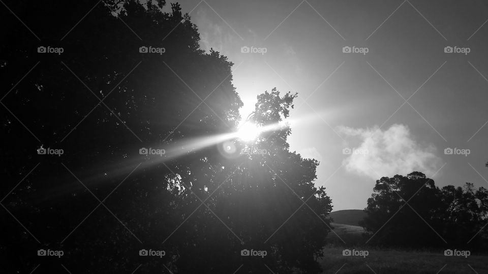 Sunlight through oak tree. Sun rays spreading through an oak tree.