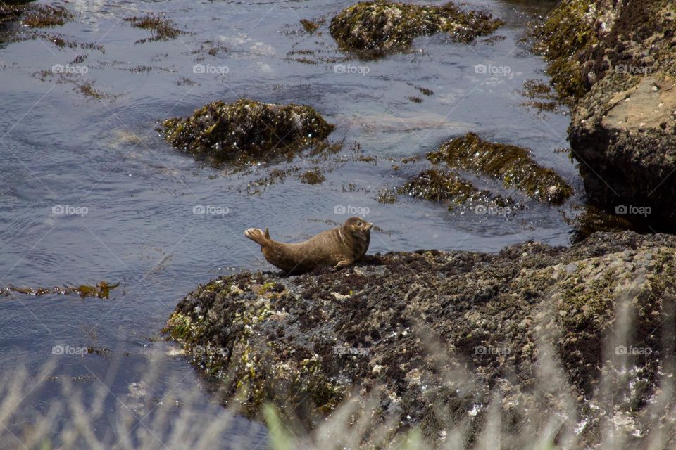 Sea Lion