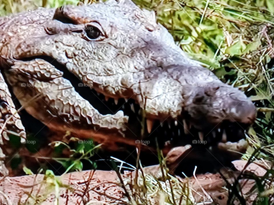 crocodile photography