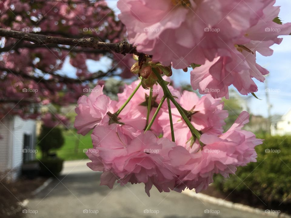 Blossoms in CT in early May
