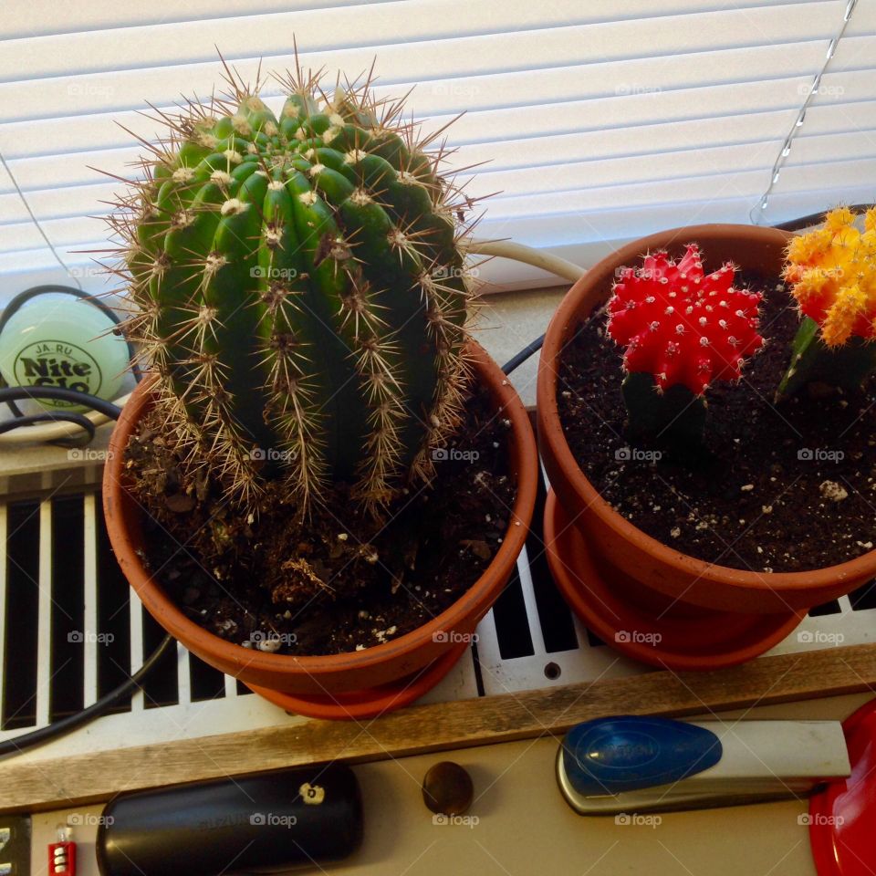 Cactus, No Person, Indoors, Pot, Flora
