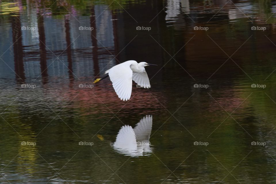 Little Egret and reflection
