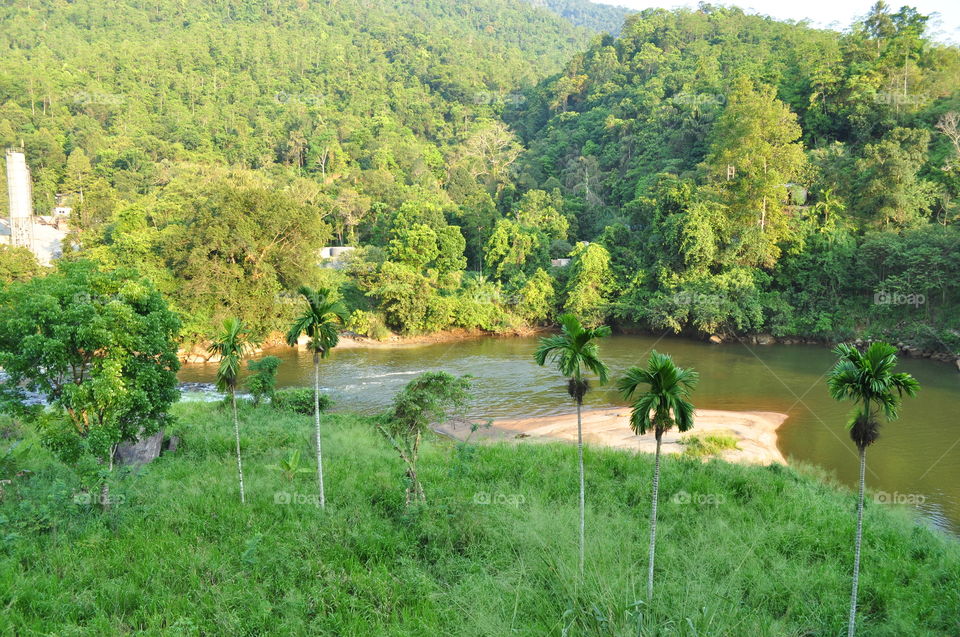Kelani river and natural forest