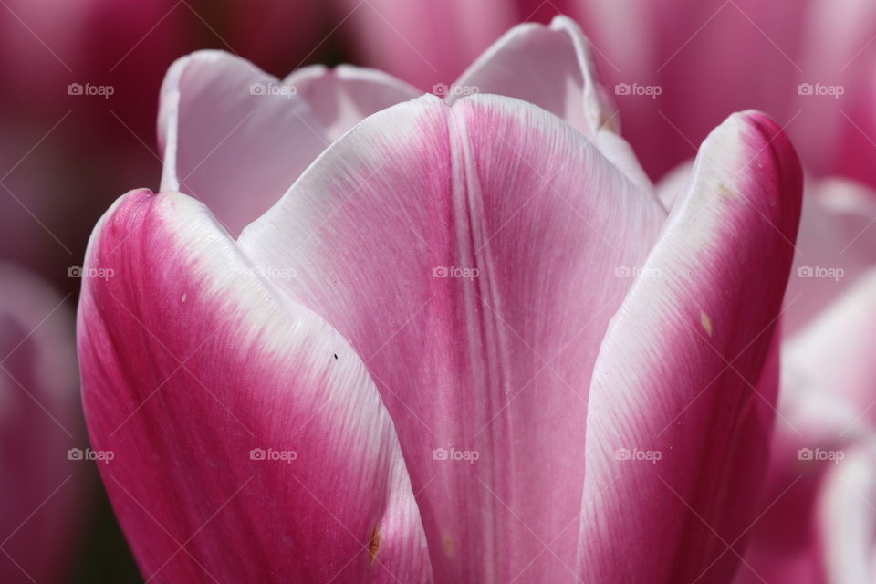 Symmetrical pattern on petals of tulip