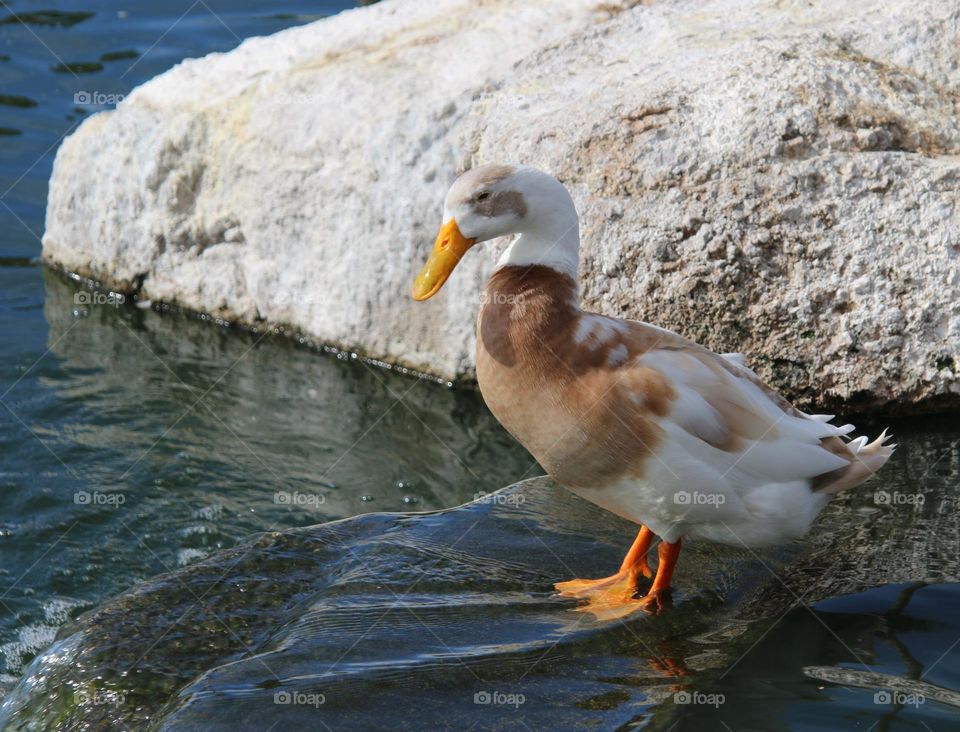 Duck Entering the Lake