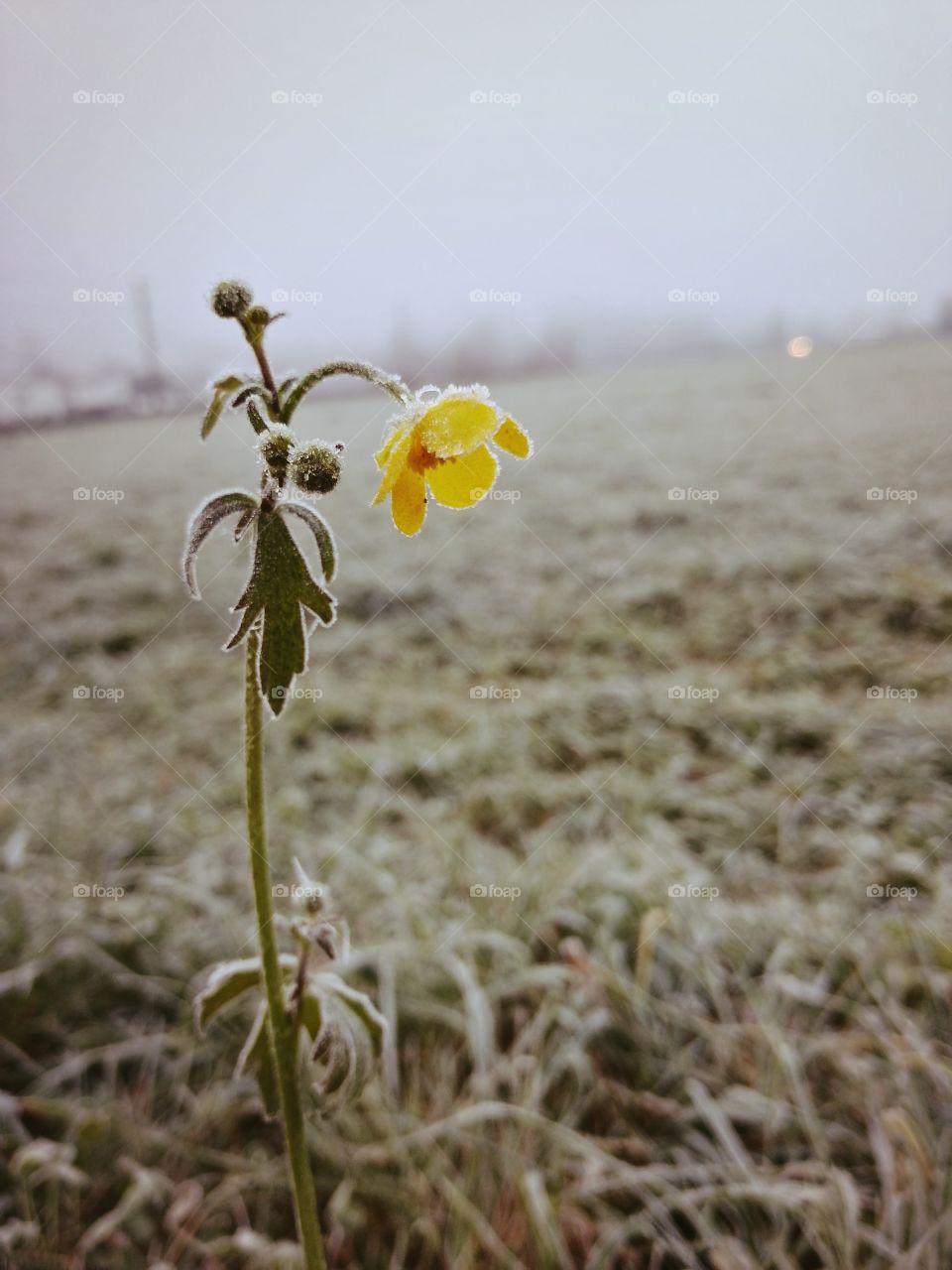 Yellow flower covered by frost in the field