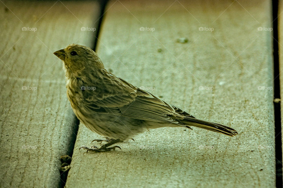 Side view of wild bird