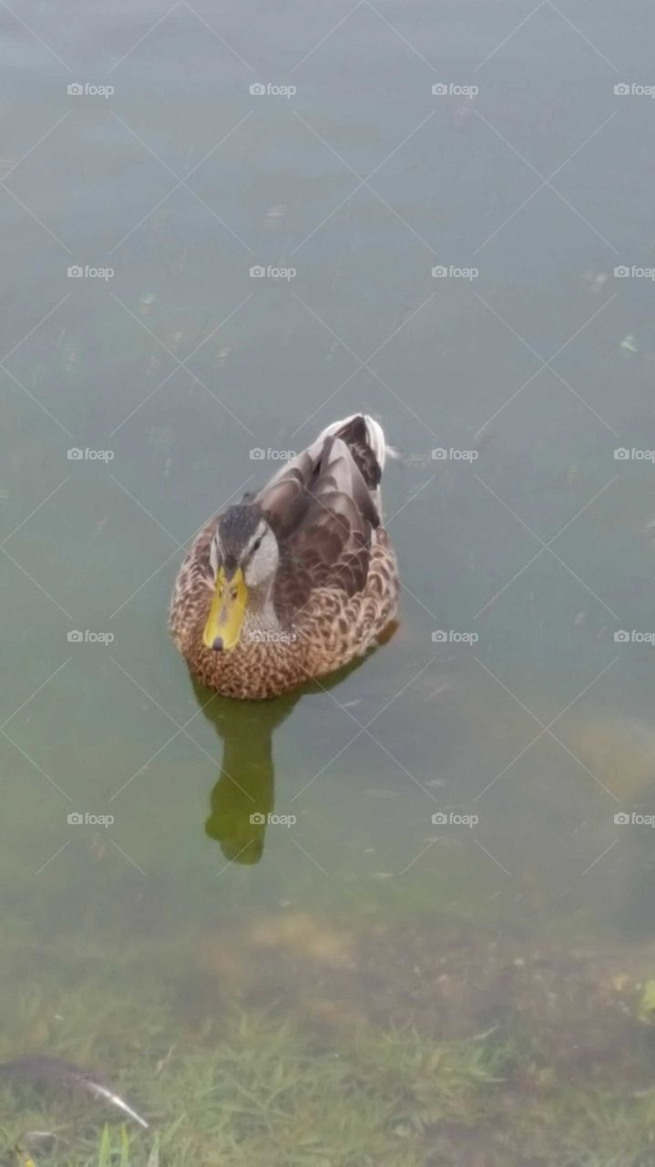 A lone duck looking for some food.