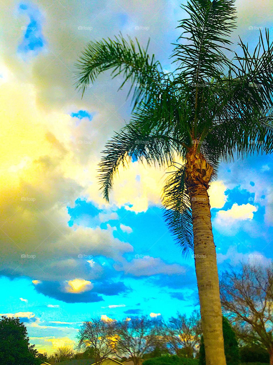 Sunshine, cloud bank, palm tree, silhouette, Florida sunset with blue sky and white clouds 